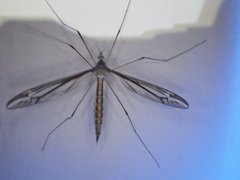 Tipula noveboracensis