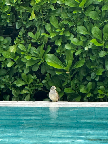 Streak-eared Bulbul