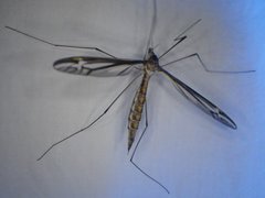 Tipula noveboracensis