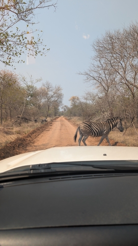 Plains Zebra