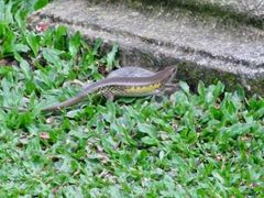 Eutropis multifasciata