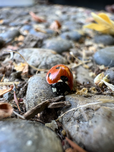 Seven-spotted Lady Beetle