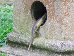 Eutropis multifasciata