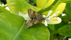 Heliothis