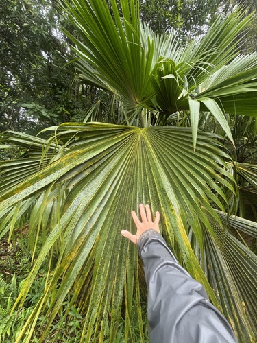 Pritchardia martii, photograph 2