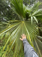 (c) Brynn Fricke, some rights reserved (CC BY) Pritchardia martii, photograph (c) Brynn Fricke, some rights reserved (CC BY)