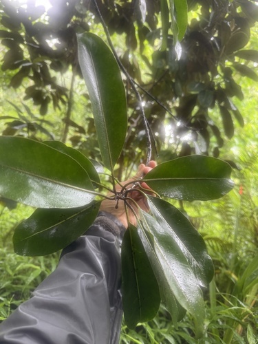 Planchonella sandwicensis observed 2026-09-17