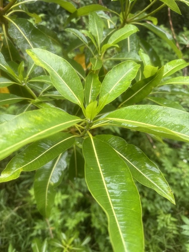 Rauvolfia sandwicensis, 2026-09-17