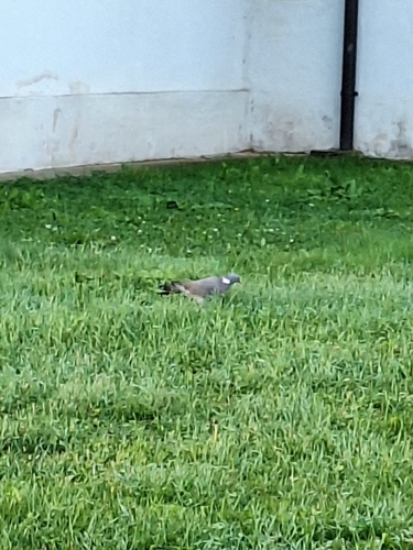 Common Wood-Pigeon