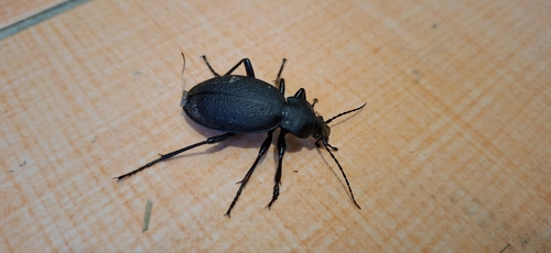 Leather Beetle