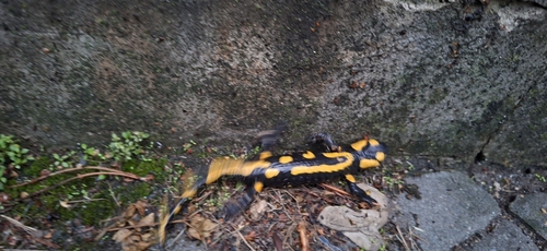 Fire Salamander