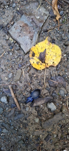 Blue Ground Beetle