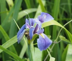 Iris giganticaerulea