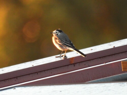 White Wagtail