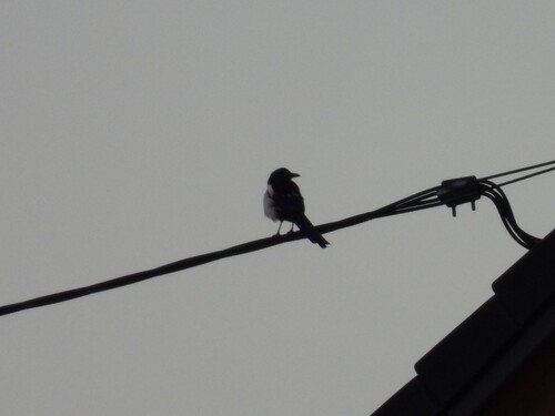Eurasian Magpie