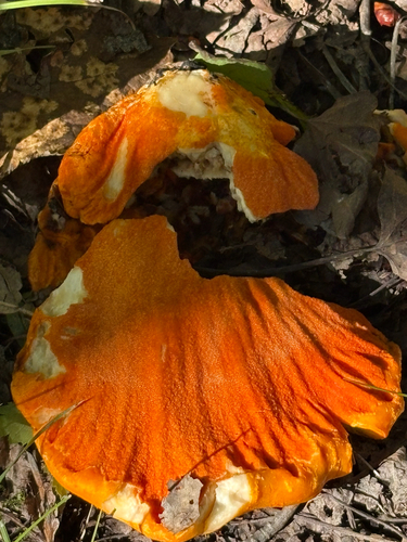 lobster mushroom
