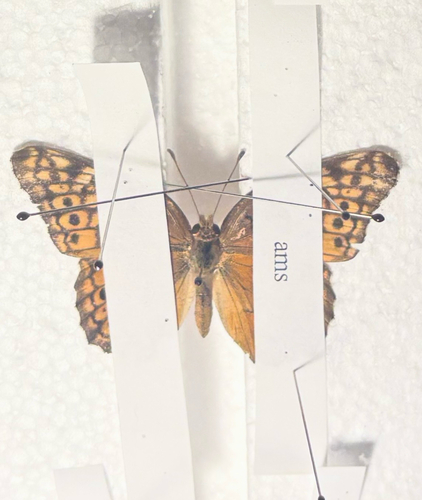 Variegated Fritillary