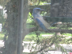 Aphelocoma woodhouseii