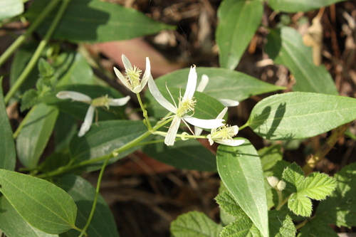 Clematis glycinoides, photograph 1
