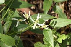 Clematis glycinoides, photograph (c) O.Neate, some rights reserved (CC BY-SA)