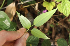Clematis glycinoides, photograph (c) O.Neate, some rights reserved (CC BY-SA)
