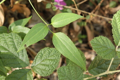 Clematis glycinoides, photograph (c) O.Neate, some rights reserved (CC BY-SA)