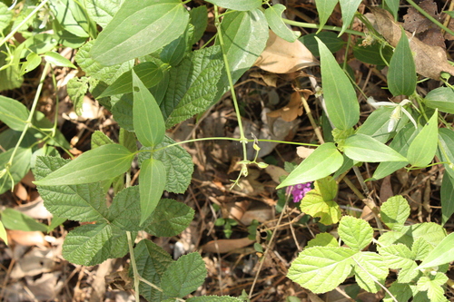 Clematis glycinoides