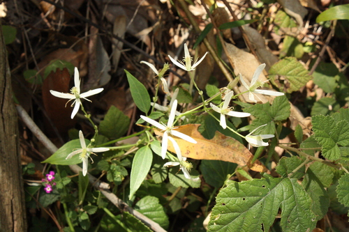 Clematis glycinoides, photograph 4
