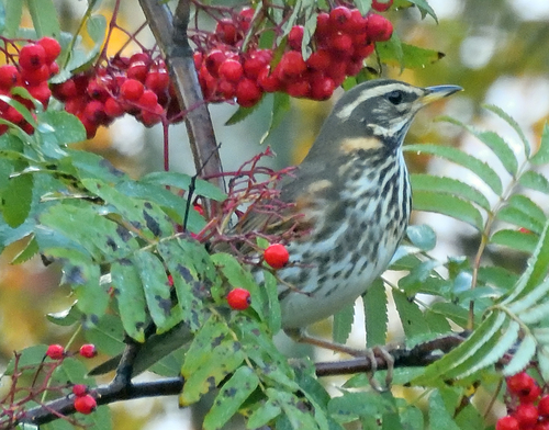 Redwing