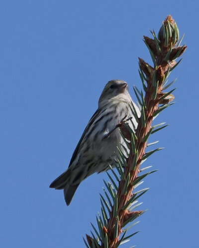Eurasian Siskin