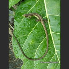 Takydromus sexlineatus
