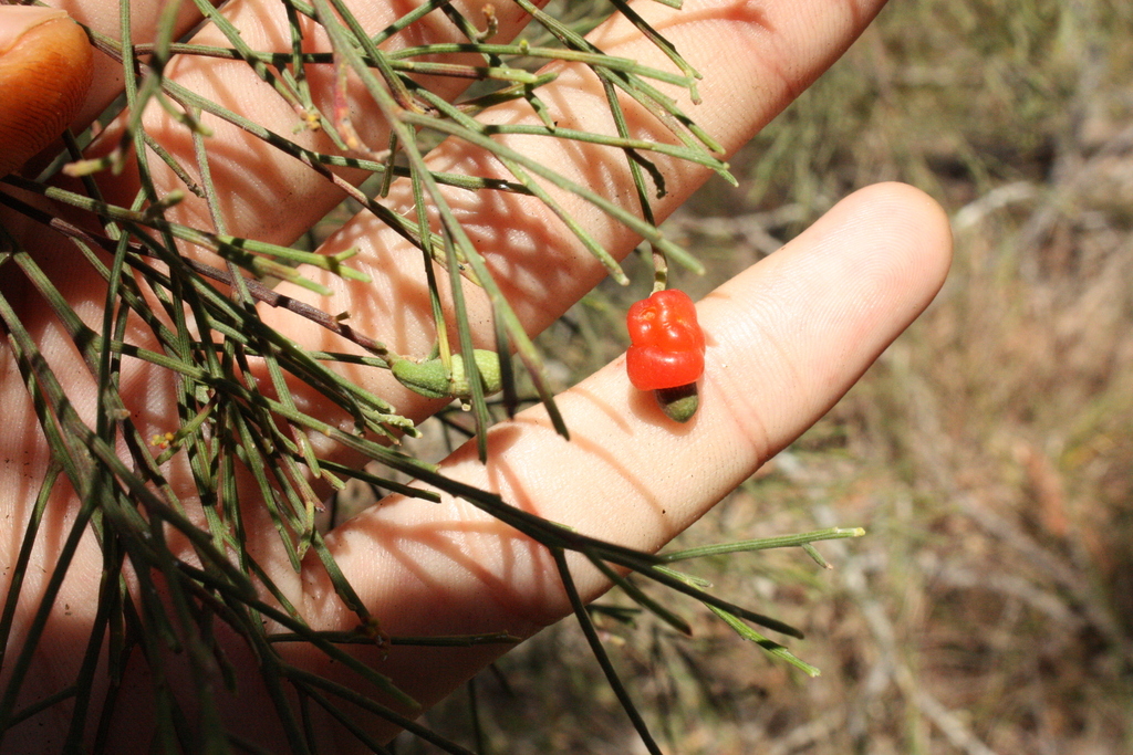 Exocarpos cupressiformis; photograph (c) O.Neate, some rights reserved (CC BY-SA)