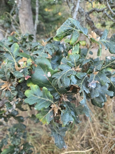 Oregon oak