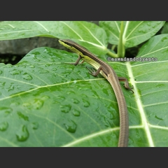 Takydromus sexlineatus