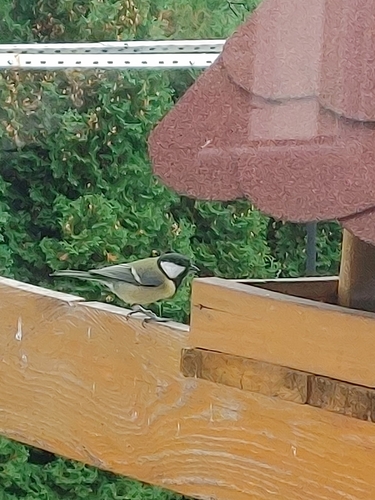Great Tit