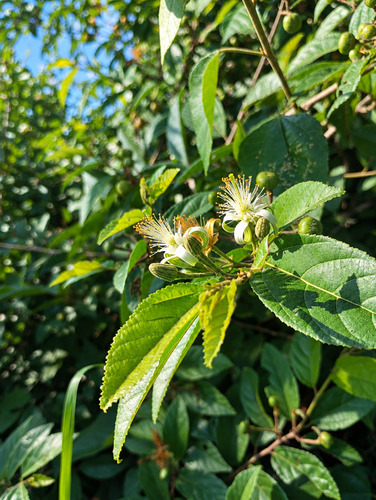 Deccan crossberry