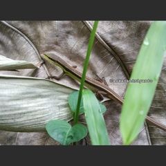 Takydromus sexlineatus