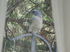 Aphelocoma woodhouseii