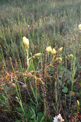Drosera subhirtella
