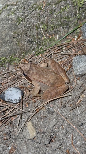 Wood Frog