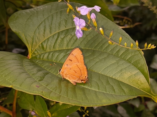 Pheretima observed 2026-09-18