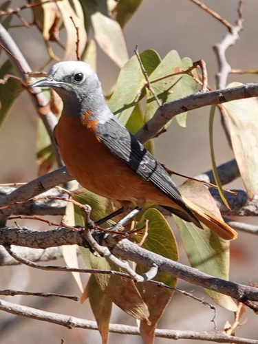 iNaturalist image
