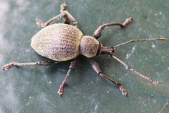 Otiorhynchus pseudonothus