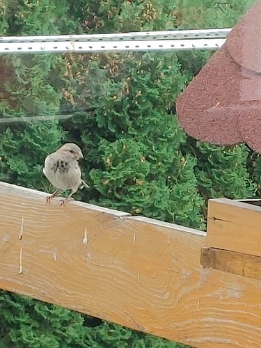House Sparrow