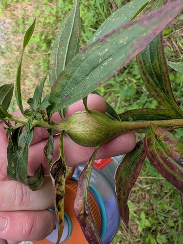Goldenrod Gall Fly