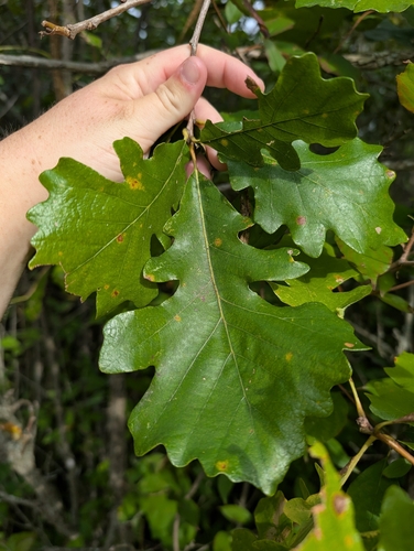 bur oak