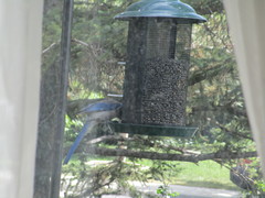 Aphelocoma woodhouseii