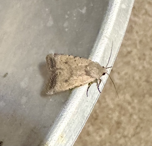 Civil Rustic Moth
