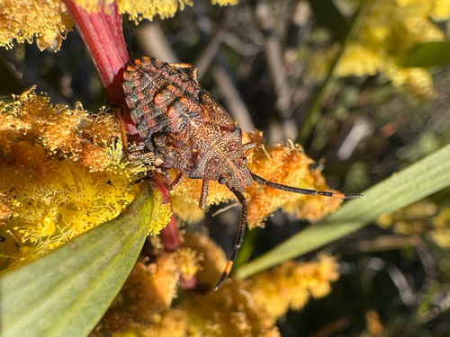 Omyta centrolineata