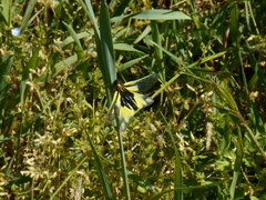 Libelloides coccajus